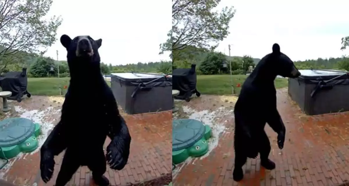 有禮貌的黑熊！闖民宅玩耍懂「先按門鈴」 逗趣影片曝光