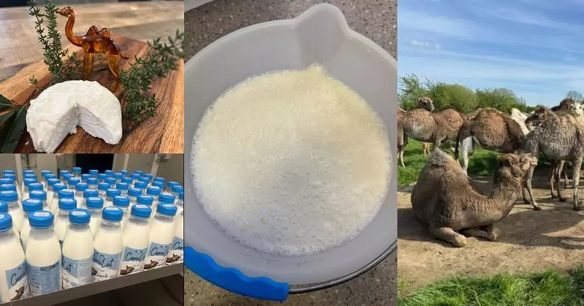 創意挑戰乳品界 法國男養駱駝造奶製品 兩款芝士獲國際大獎
