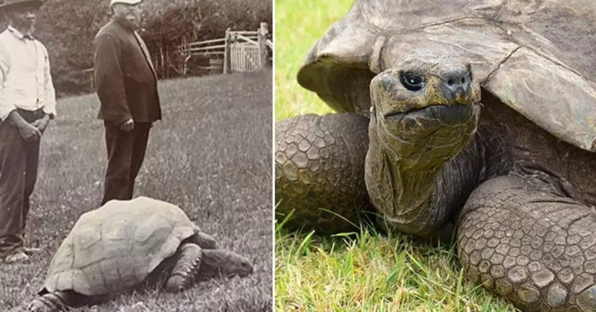 歷40位美國總統 全球現存最老陸地動物193歲陸龜食慾情慾仍旺盛