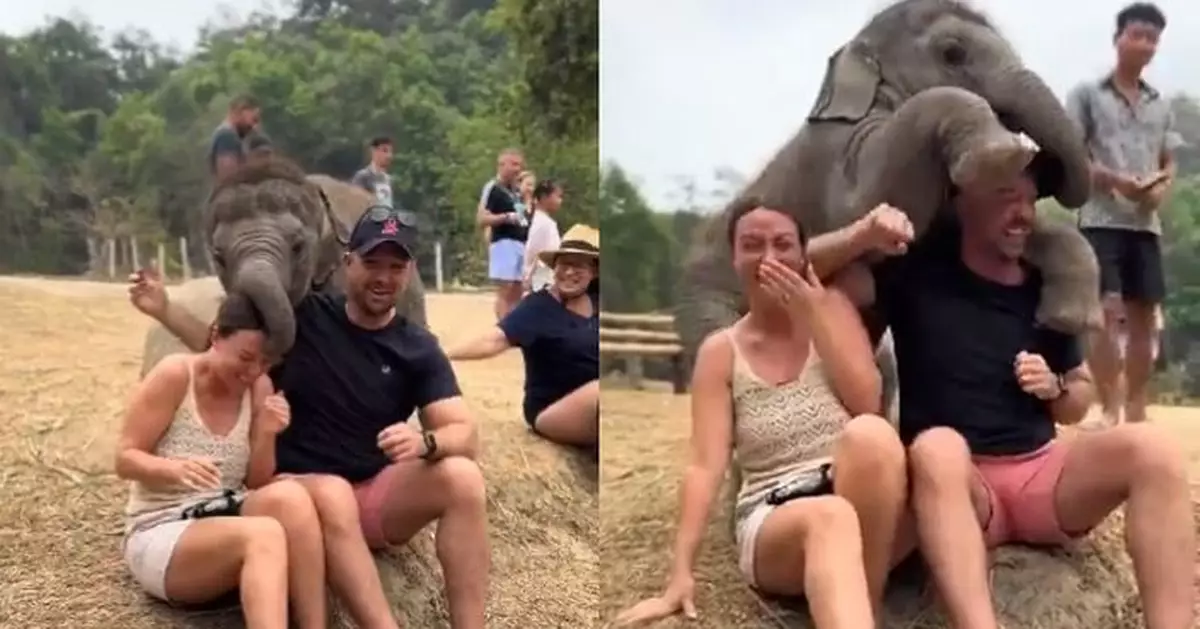 天真小象忘記自己體重 「突襲」夫婦撒嬌還要孭過程溫馨有趣