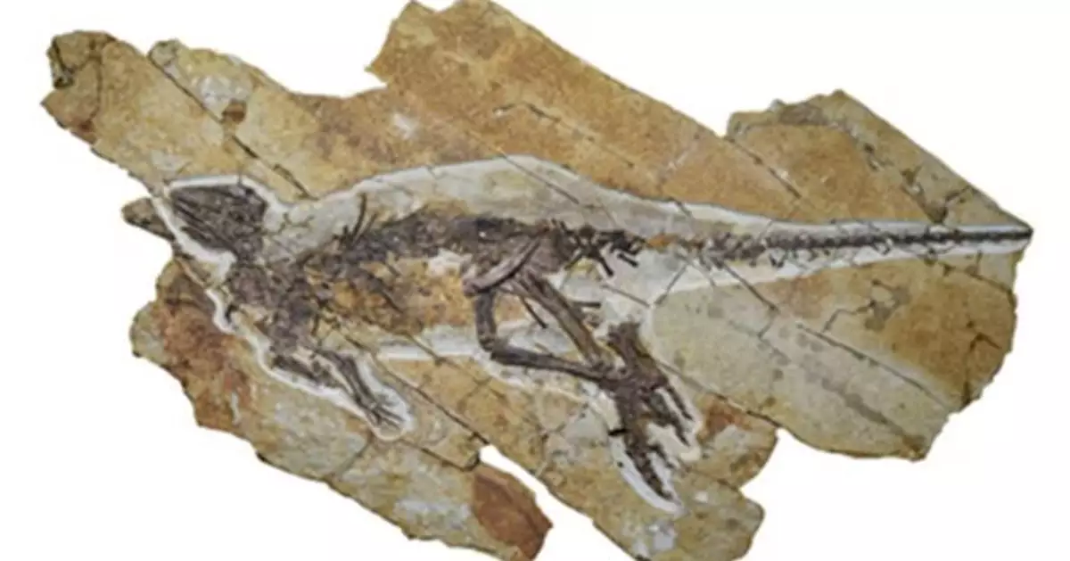 顛覆想像！最新研究：恐龍不咆哮改「啾啾叫」 化石揭密史前鳥鳴