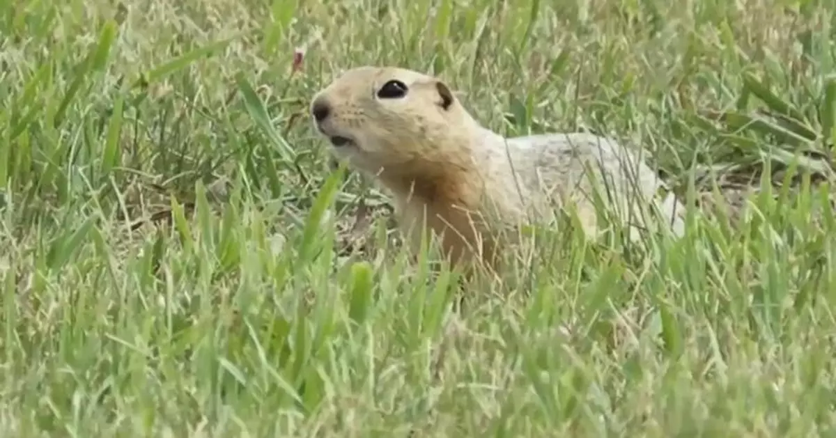 小松鼠造大破壞 美小鎮受困擾達20年 清除行動被動保人士阻撓