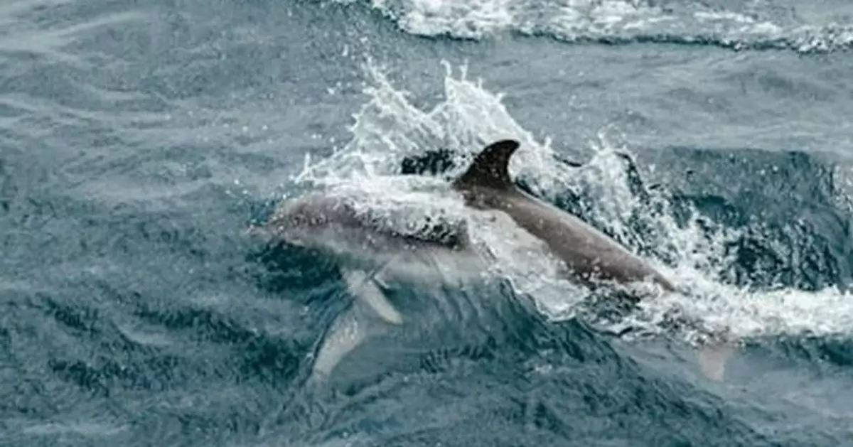佛州男滑浪遭飛躍鯊魚撞頭歎似撞車 慶幸：牠沒張開大口
