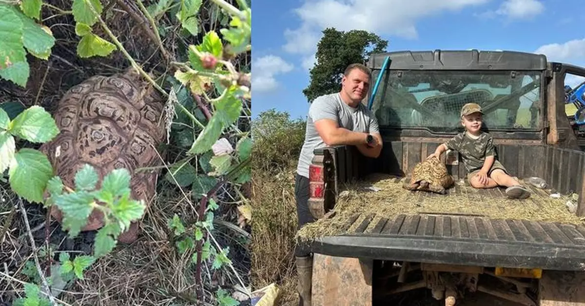 香味難耐? 英國失蹤烏龜流浪16天後 現身1公里外雪糕店