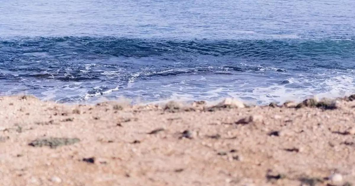 南澳州遭毒藻侵襲面積達首都2倍 沿岸沙灘滿佈死魚 旅遊業遭重創