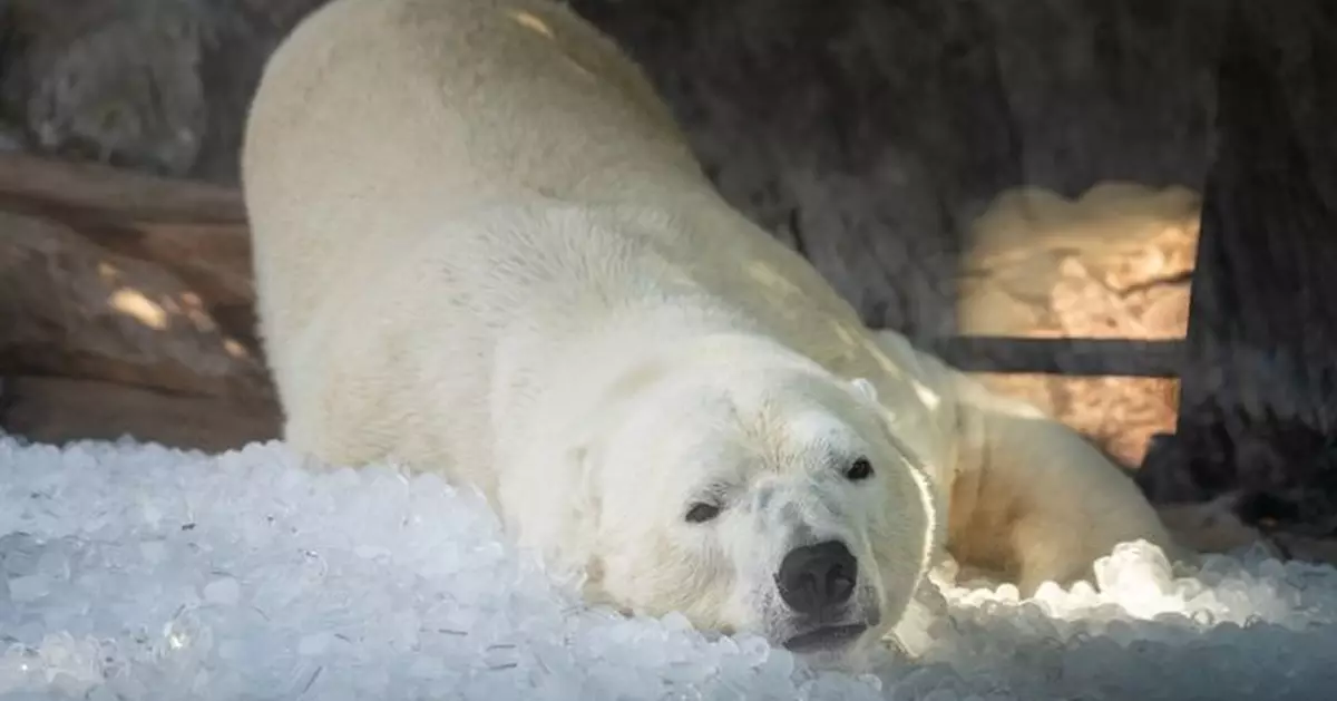 酷暑難耐！布拉格動物園打造「冰樂園」北極熊躺冰塊蹭背消暑兼玩樂