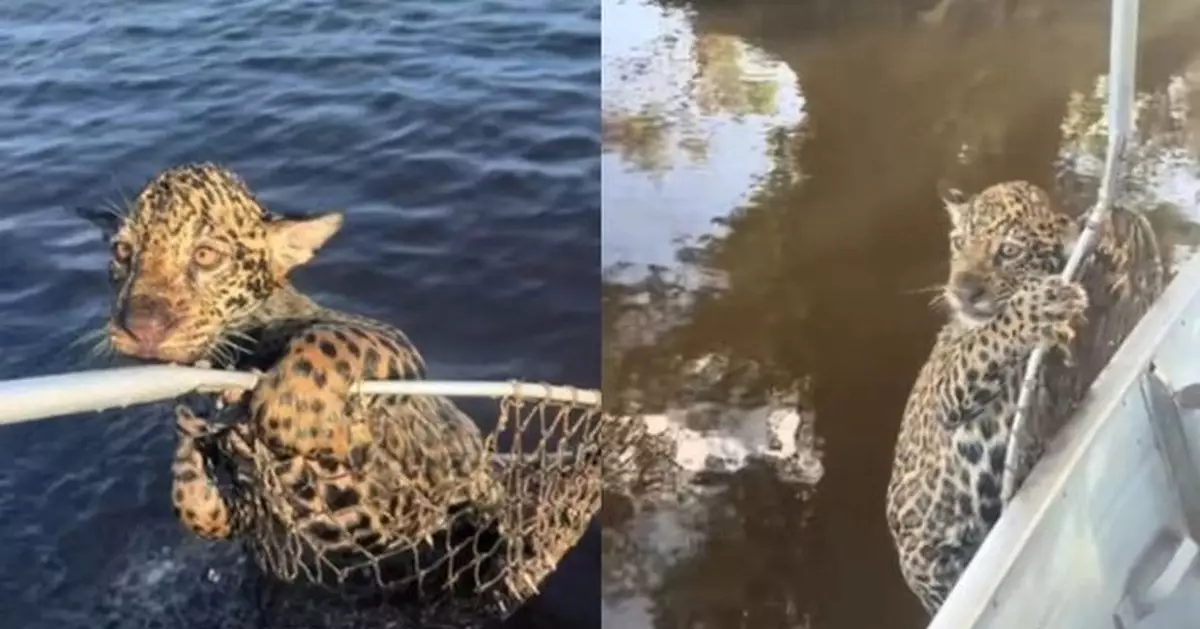 落水獲巴西漁夫救起 美洲豹BB緊抓漁網萌樣曝光