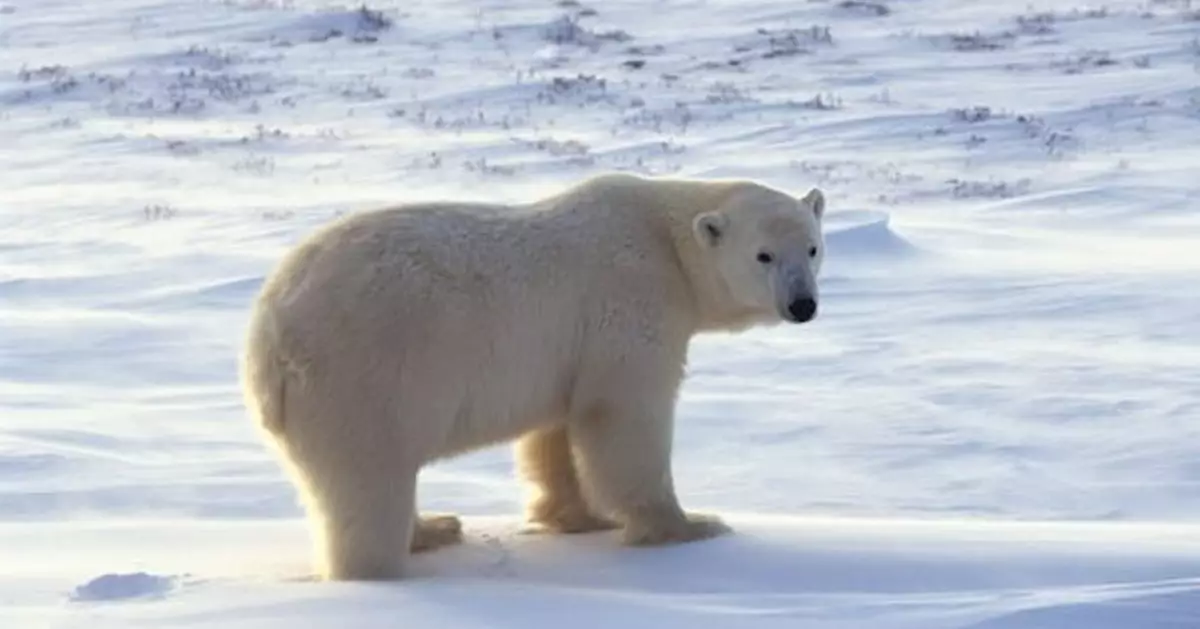 北極熊生存危機！挪威研究：被迫改吃海草求生 體內還驗出「永久化學物」