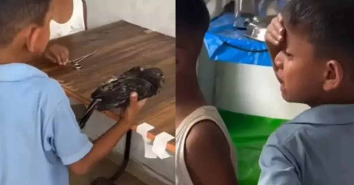 印度好心男童將受傷鴿子送院 聽見牠沒救黯然落淚感動人心