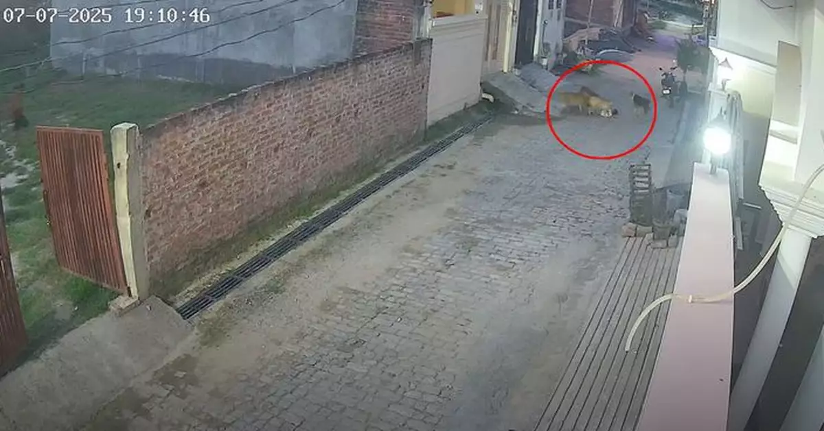 印度5歲男童遭飢餓流浪犬圍攻狂咬險遭拖走 女鄰居及時衝出救一命