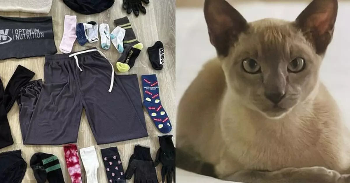 新西蘭「貓神偷」9個月內偷150件物品回家 賊贓包括鄰居內衣