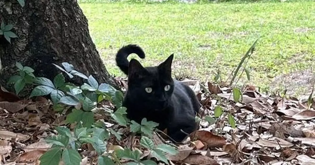 為醫學界作貢獻 美科學家寵物猫抓獵物2度發現新病毒