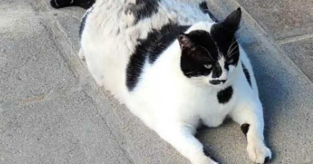 希臘海島現「貓咪景點」  遊客專程飛2900公里只為見牠一面