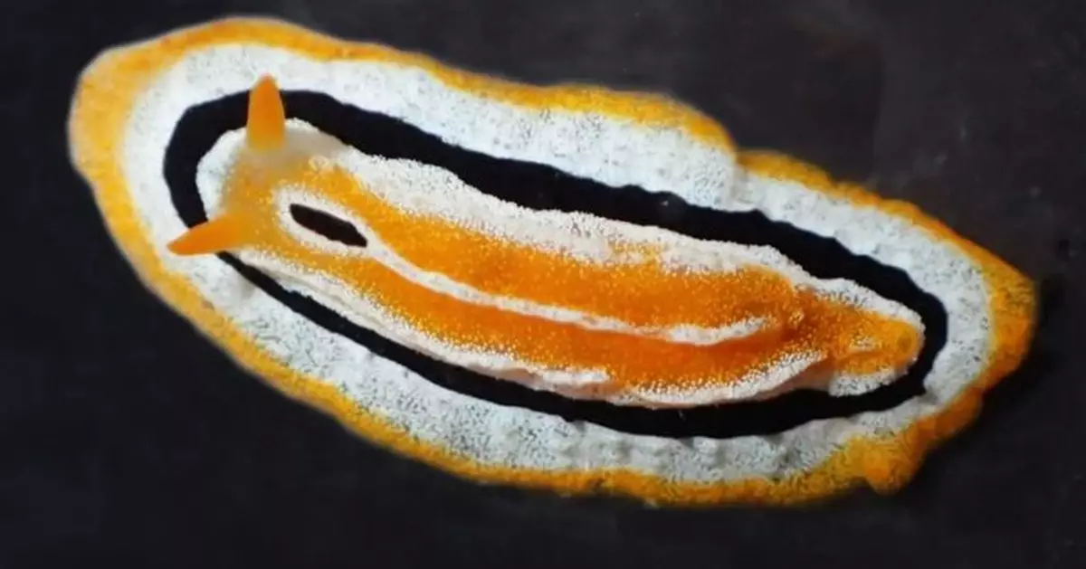 外形似荷包蛋 海蛞蝓現蹤東亞海域身影常被捕捉 20年終獲命名