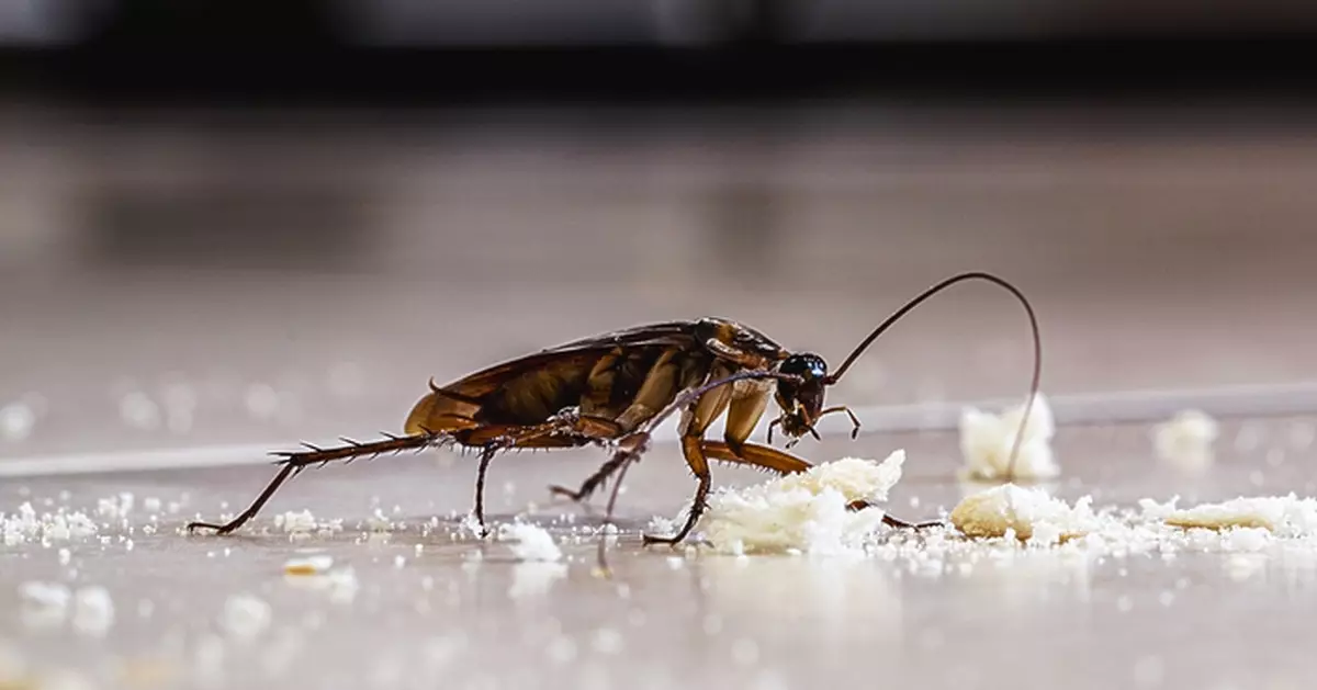 東京爆「大蟑螂危機」！單性繁殖迅猛殺不完 餐廳噴藥一夜橫死150隻！