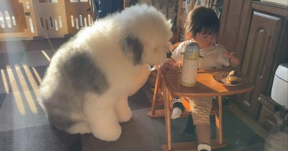 為食古牧犬緊盯小主人早餐 飼主笑歎：以為你已長大