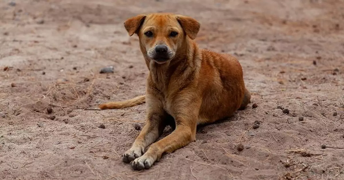 識睇站牌上落車 莫斯科流浪狗熟練搭地鐵覓食背後藏歷史科學因素
