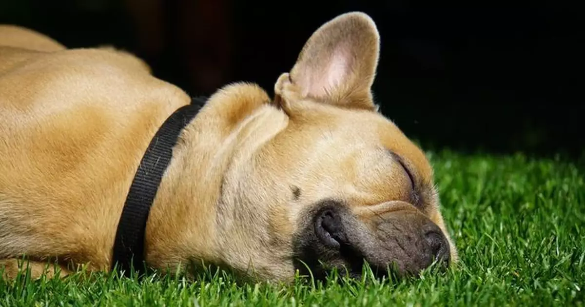 動物都驚曬傷！美國動物園奇招百出 大象主動伸耳擦防曬霜