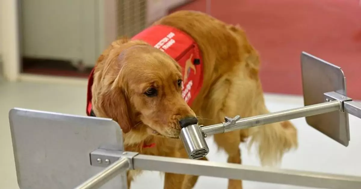 研究：狗狗經特訓能憑氣味偵測柏金遜症患者  準確率高達98%