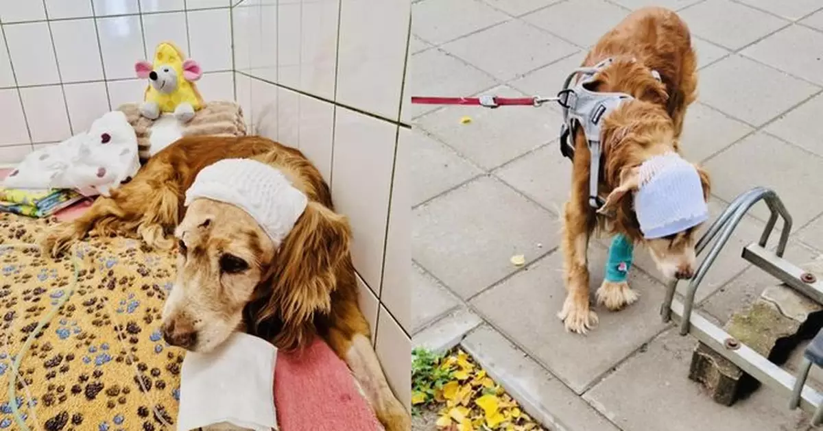 立陶宛驚爆殘忍虐狗案！狗隻遭活埋倖存 6萬人聯署修法重罰