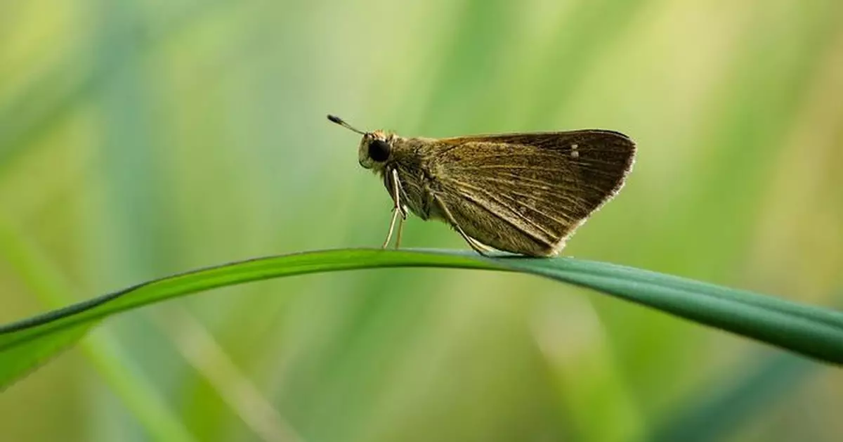 昆蟲識偷聽植物「說話」選產卵地 以色列研究揭驚人互動關係