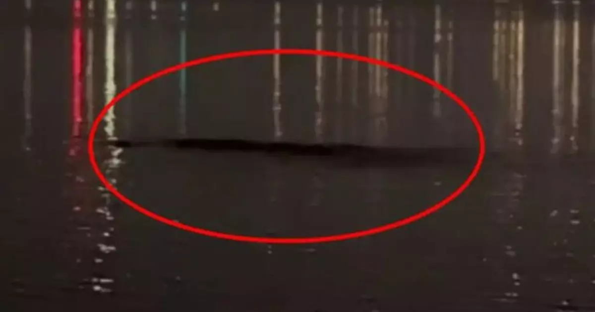 南韓漢江再傳10米怪物現身 釣魚郎拍下片段長長黑影掀熱議