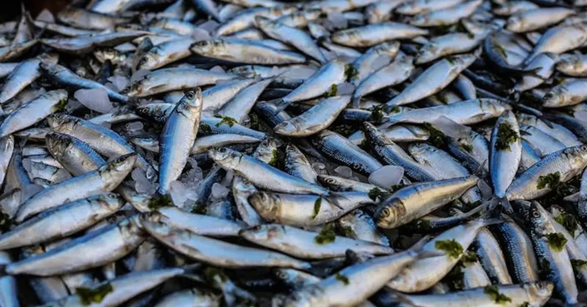體型好鮮度佳 北海道1條秋刀魚賣2680元20分鐘被搶購一空