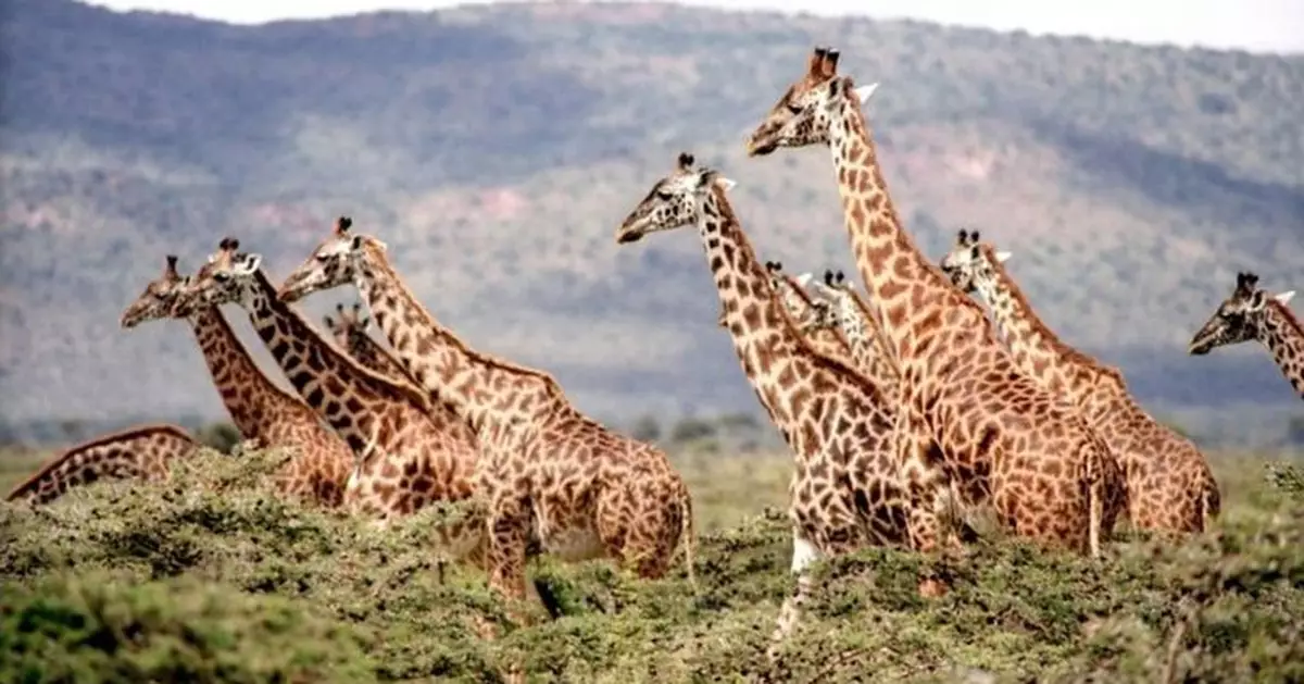 長頸鹿身上斑點用處多 散熱外更生死攸關