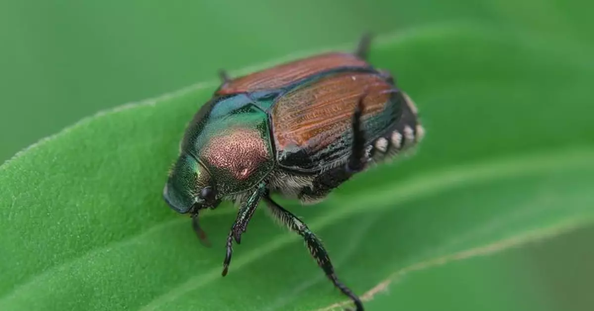 400種植物告急！法國首現「豆金龜」入侵 農作物恐遭毀滅性打擊