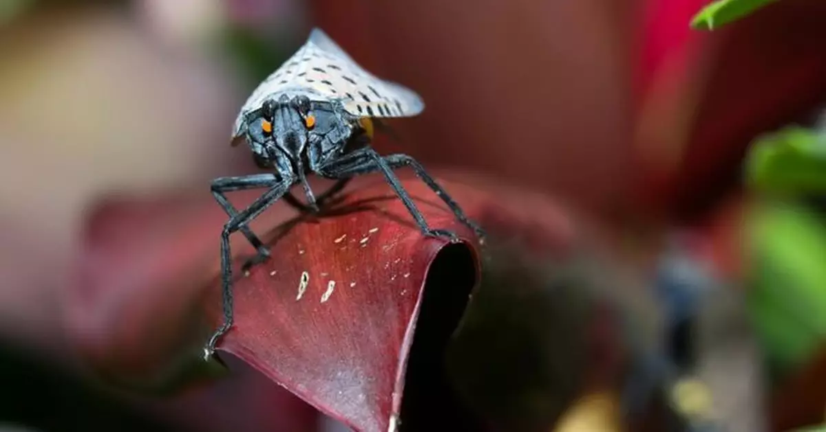 美國葡萄農噩夢！斑點燈籠蟲瘋狂吸血 農夫被迫狂噴殺蟲劑