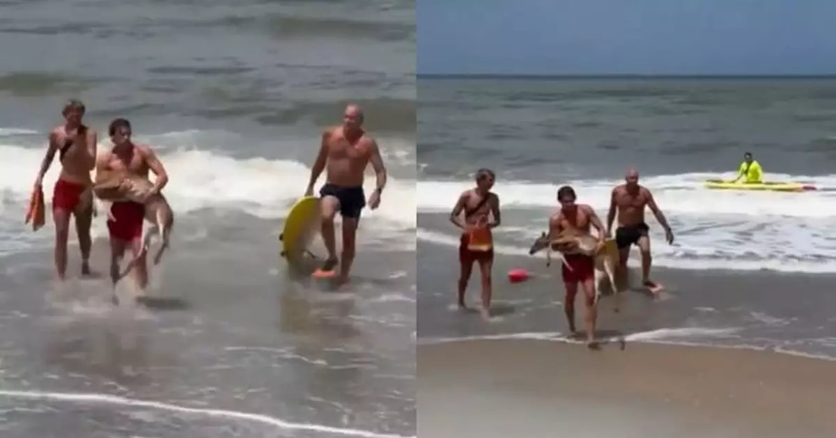 罕見「泳客」大西洋遇溺 佛州救生員惡劣天氣下救出垂死白尾鹿