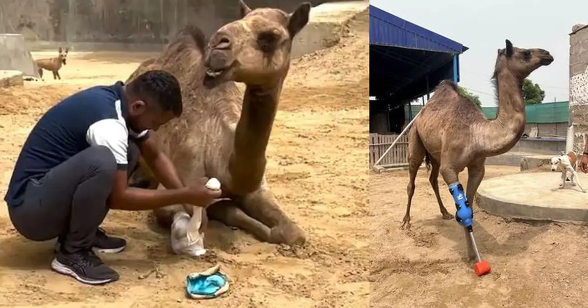 巴基斯坦小駱駝誤闖民居慘遭虐打斷腳 適應力強裝義肢15分鐘站起走路