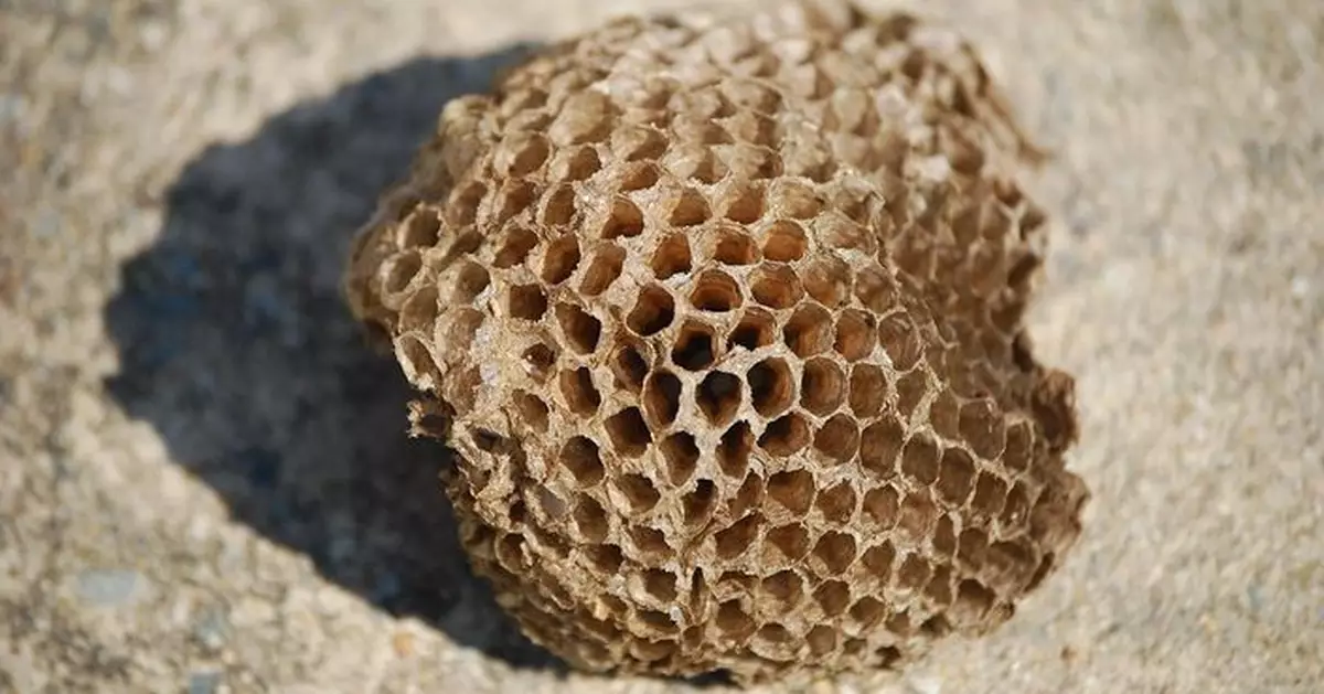 全身遭螫逾60針 泰國2歲男童踩單車遭黃蜂圍攻傷重不治