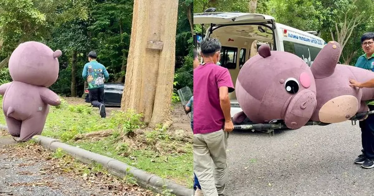 泰動物園出動冒牌「彈跳豬」 進行走獸演習 過程逼真攪笑