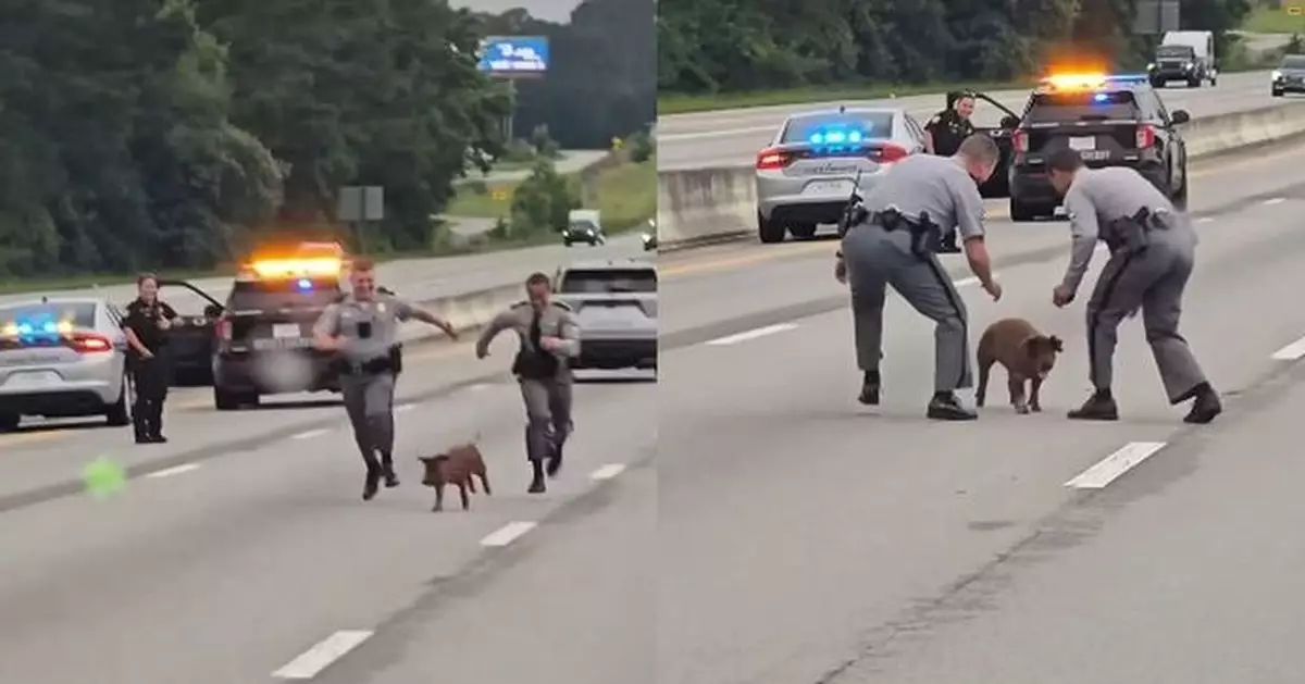 有片！小野豬高速公路閒蕩致交通癱瘓 與追捕巡警上演追逐戰