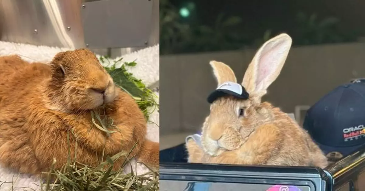 全美首隻「球場治療兔」病逝 4歲短暫生命溫暖無數人心