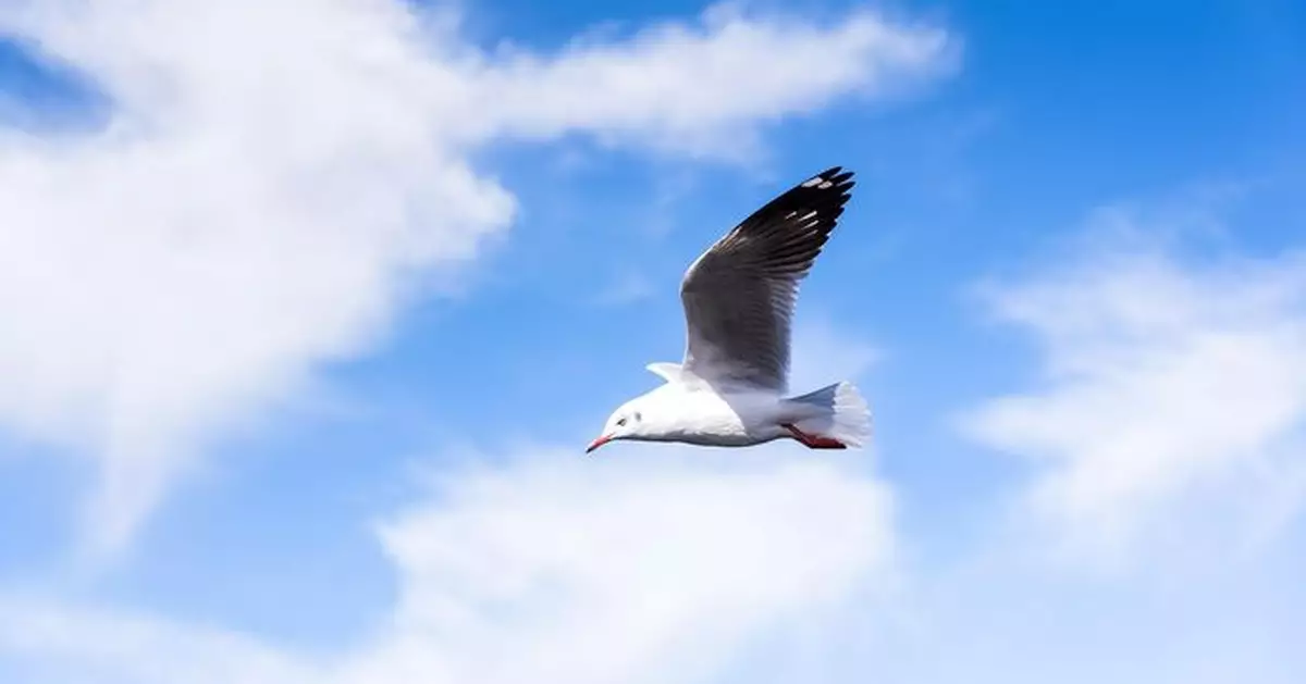為女兒薯條復仇？紐澤西狠父殘暴斬殺海鷗遭正式起訴虐待動物