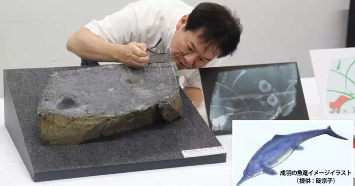 教授果然眼利 帶團參觀日本博物館發現岩石藏2.2億年魚龍骸骨