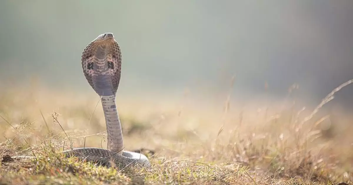 誤將0.6米眼鏡蛇當玩具活活咬死 印度1歲男童昏迷送院幸無生命危險