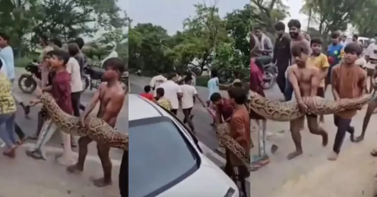 有片！將4.5米活巨蟒當玩具 印度孩童抱蛇街上巡遊3公里引圍觀