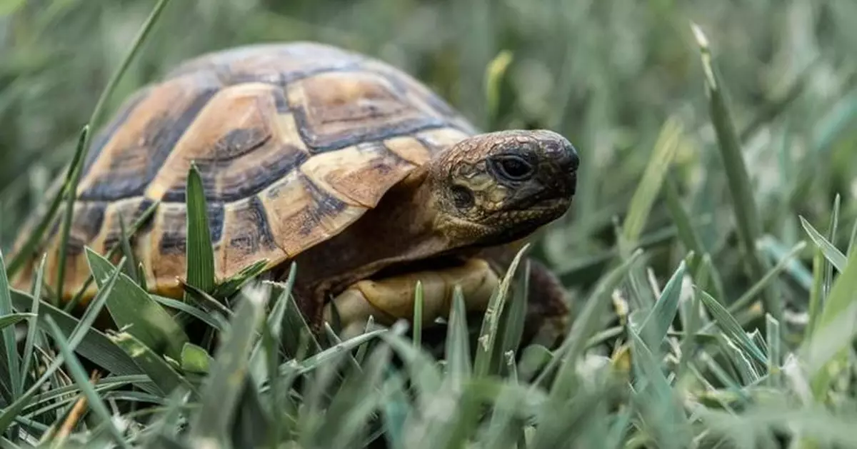 抗癌新線索！龜類患癌率僅1% 英科學家：或助人類攻克癌症