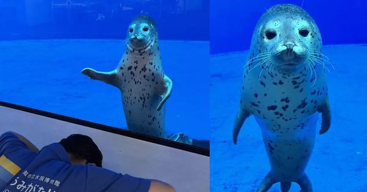 寫錯名「土下座道歉」日水族館飼育員獲當事海豹舉鰭萌爆赦免