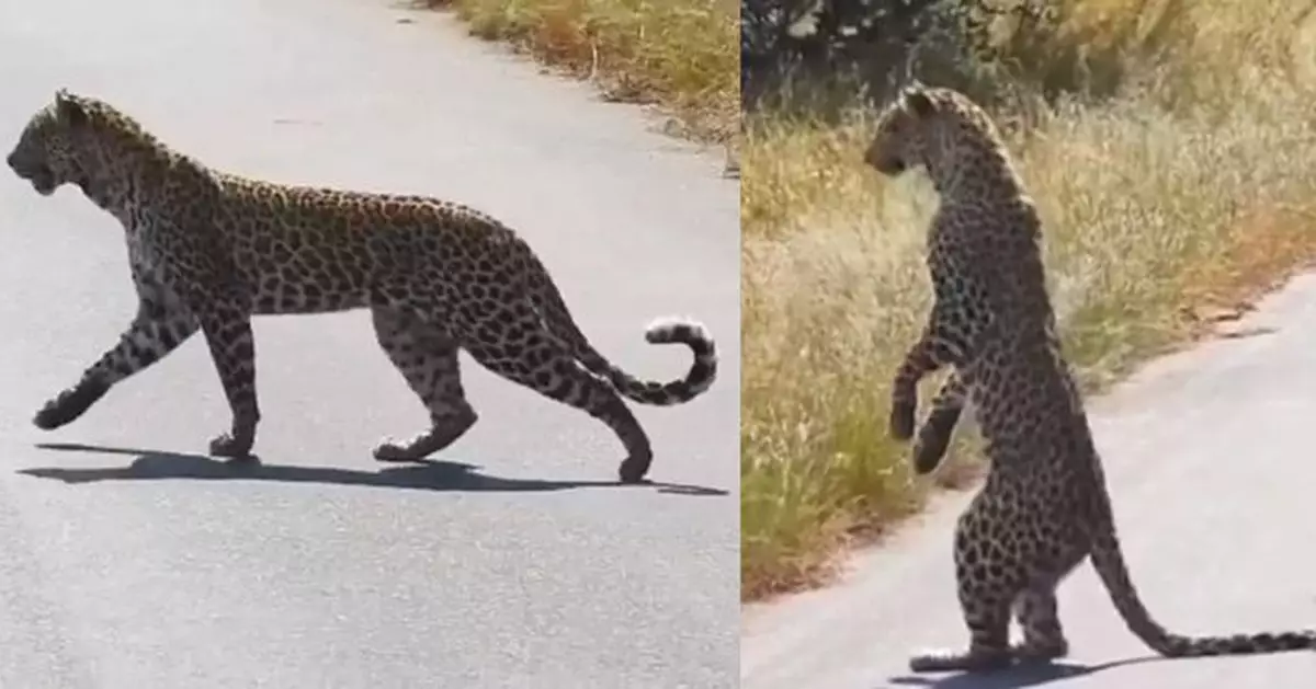 南非豹子追蹤羚羊 竟像人類以後腿站立窺視獵物