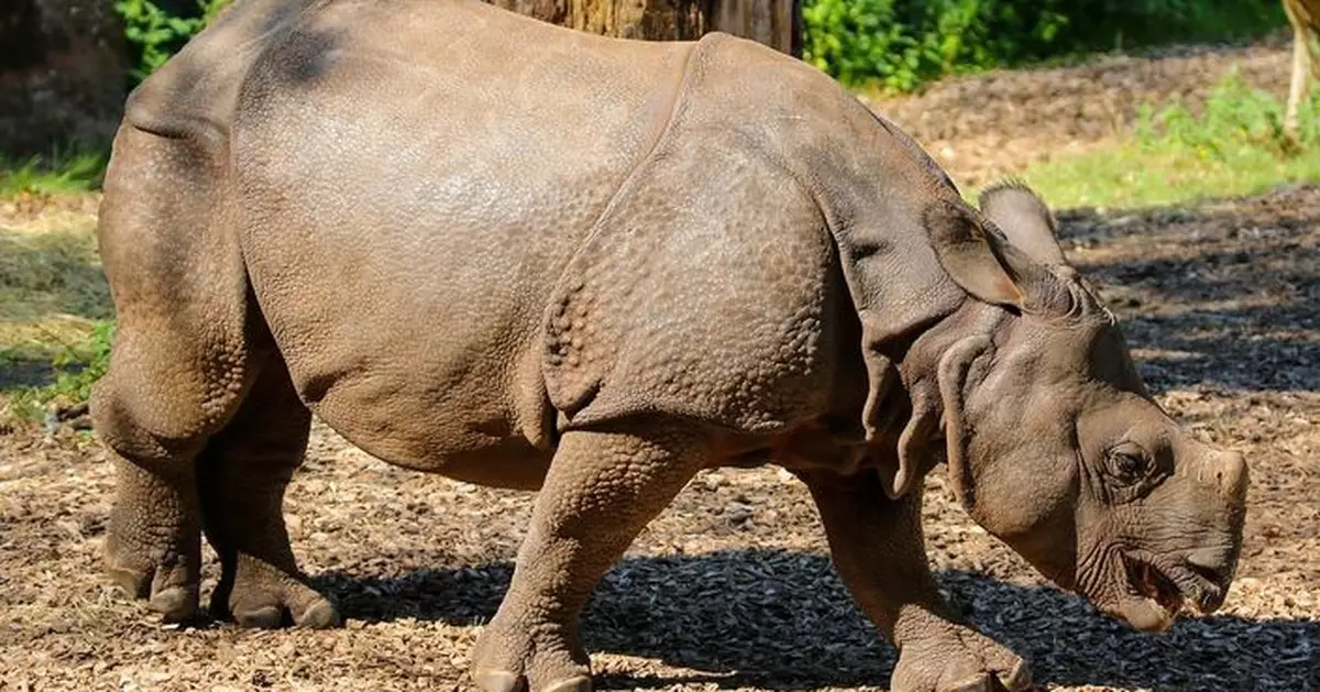 從動物牙化石提取 科學家復活2400萬年前蛋白質 有望解鎖遠古演化史