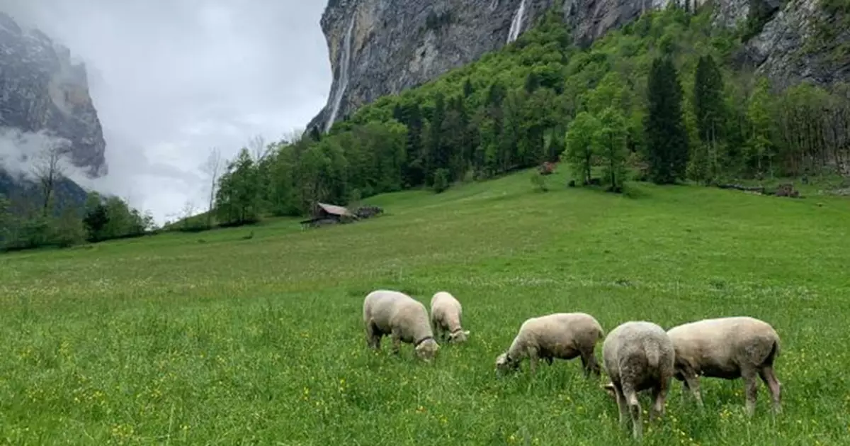 熱浪及滯銷雙重打擊！瑞士羊群「穿毛衣」度盛夏  創新解方曝光