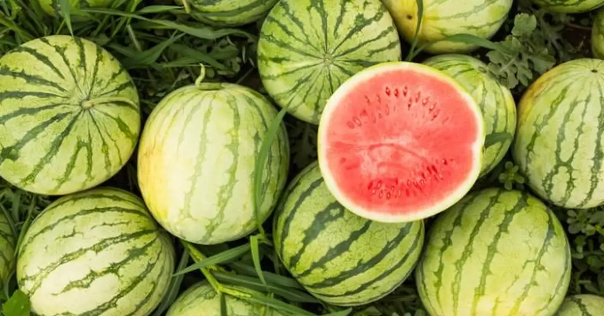 西瓜成夏日消暑首選！高血壓腎結石患者適量進食尤有裨益 惟 2類人群應慎食