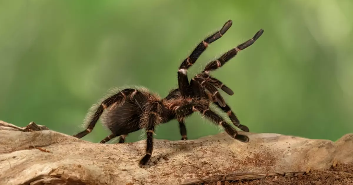 網購奪命！英男遭寵物「毒蜘蛛」咬傷 一週後現流感症狀不治身亡