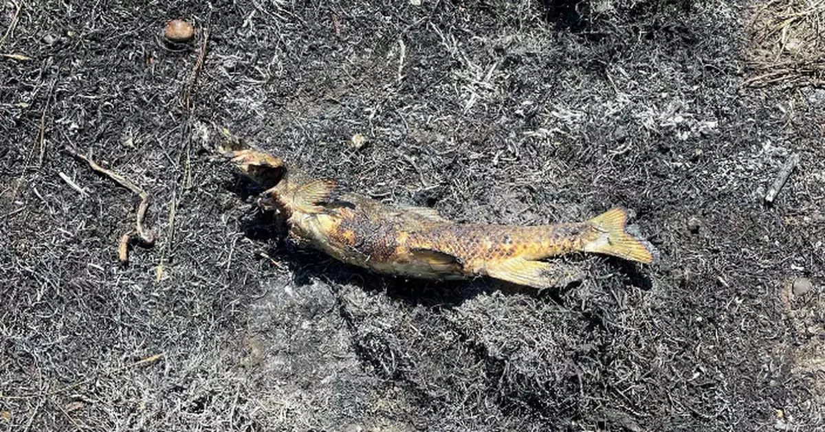 離奇！加國山火元兇竟係一條魚 魚鷹丟低條魚燒着電線釀災