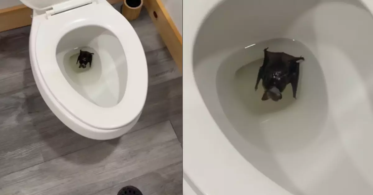 加國女見蝙蝠屍浸馬桶速沖走 事後腿部現神秘傷痕 網民勸打狂犬疫苗