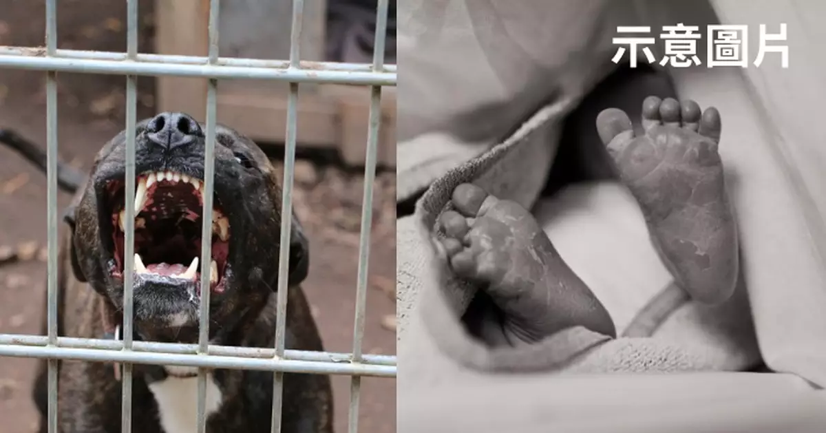 媽媽外出慶生 美國5個月大男嬰被親人獨留臥室遭家中59KG巨犬咬斃